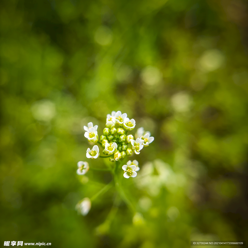 漂亮的花花