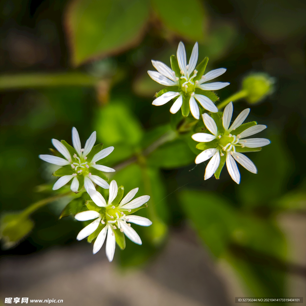 漂亮的花花