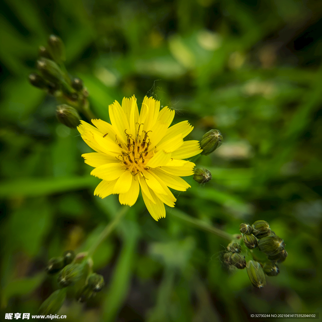 小黄花