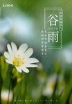 谷雨
