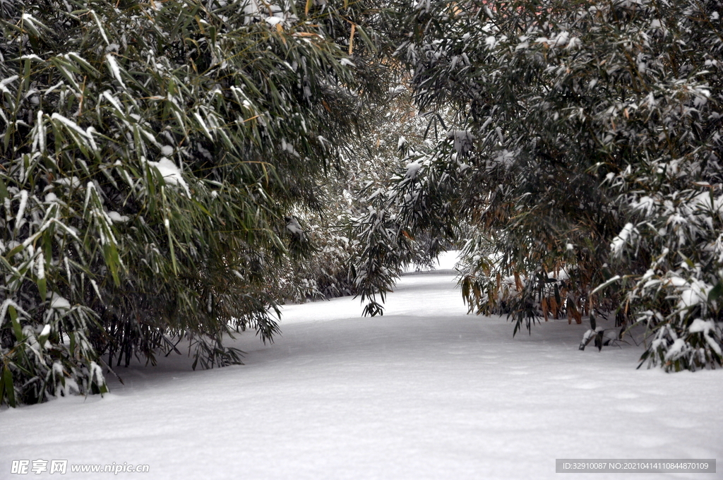 竹林的雪