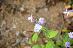 蓝香芥蜜蜂