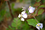 蓝香芥蜜蜂