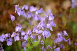 蓝香芥紫色花