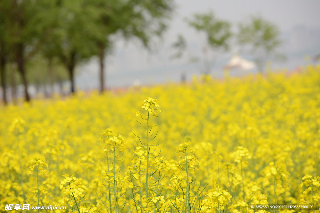 油菜花田