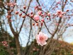 榆梅花