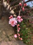 榆叶梅特写