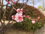 粉色榆叶梅花
