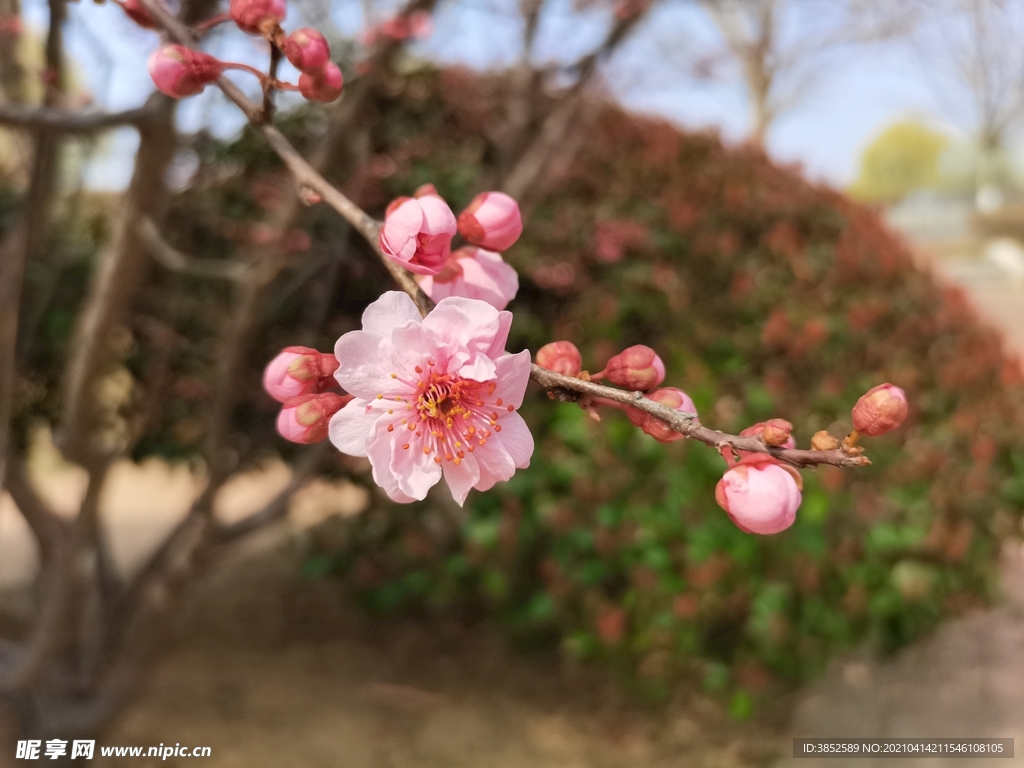 粉色榆叶梅花