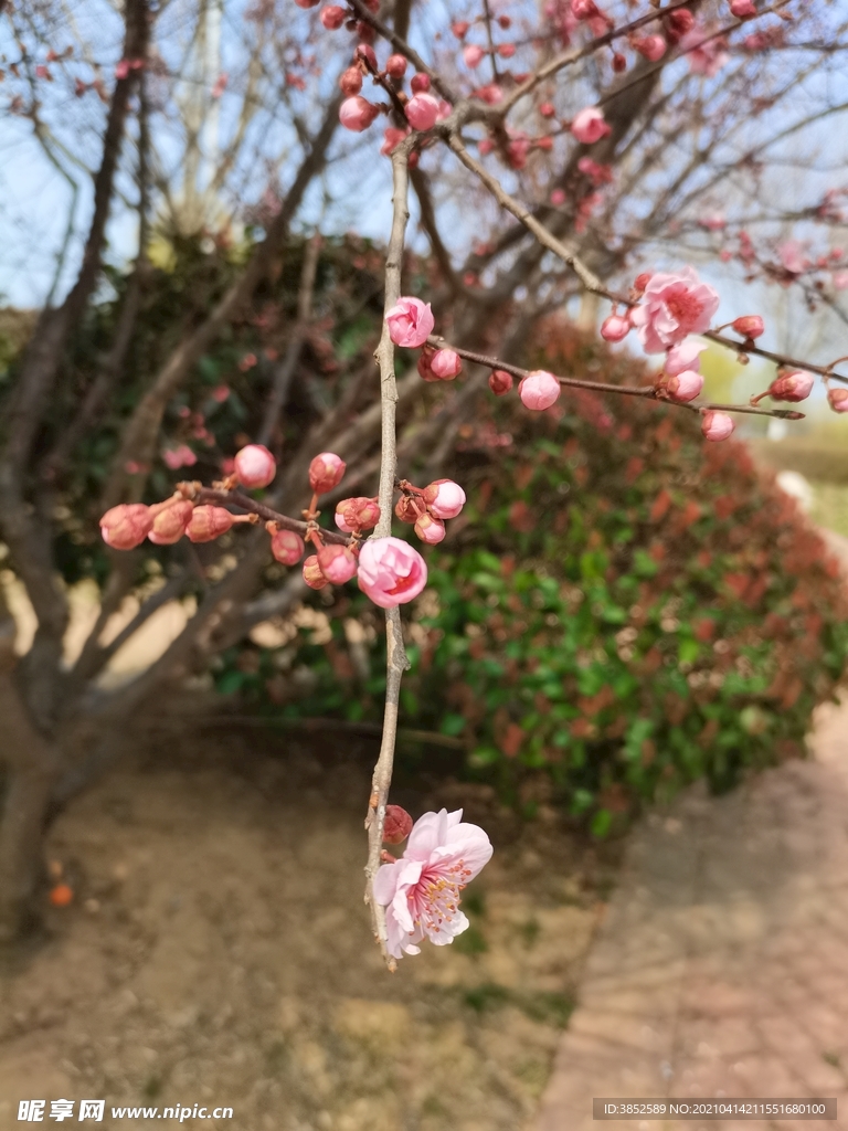 榆叶梅花苞