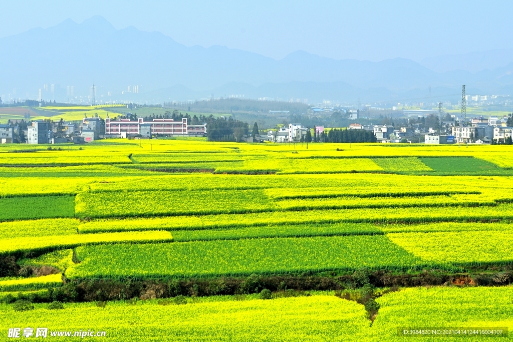 油菜花