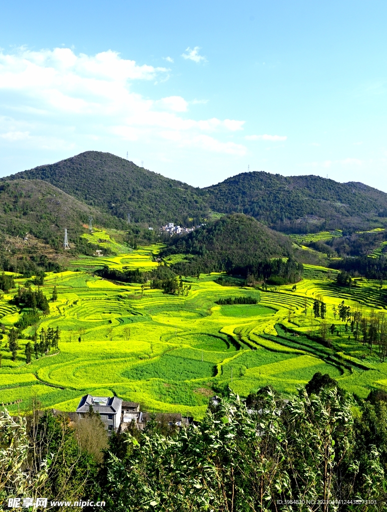 油菜花