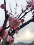 梅花