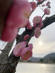 梅花