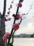 梅花