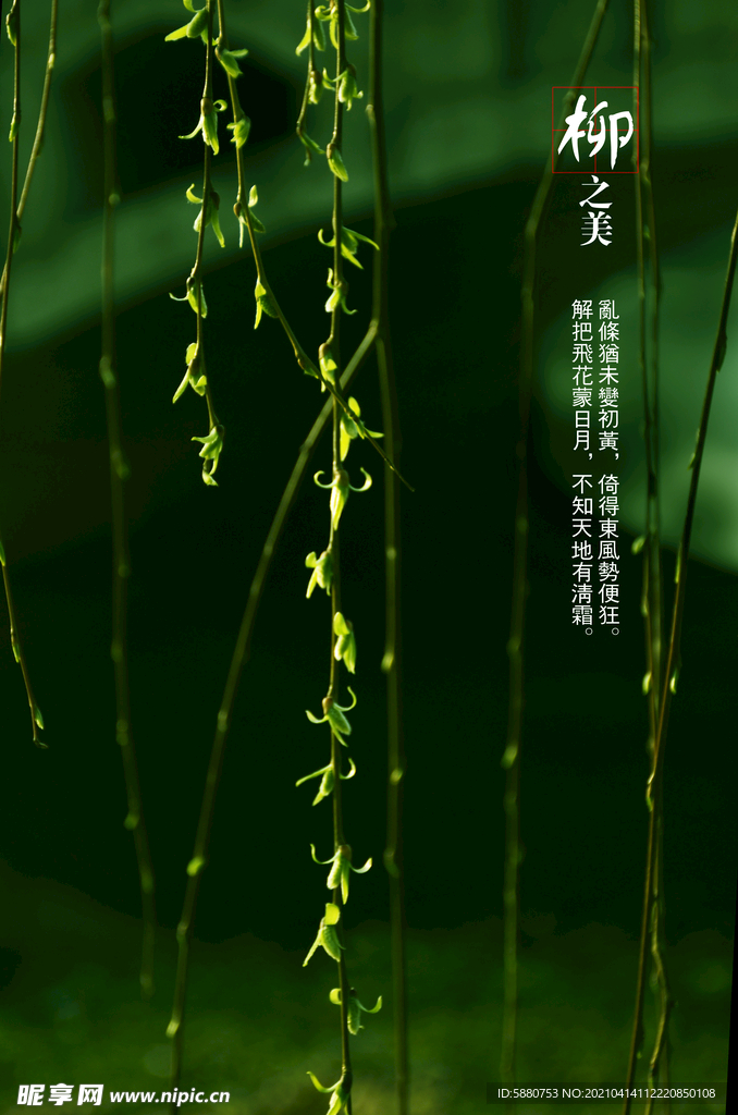 柳