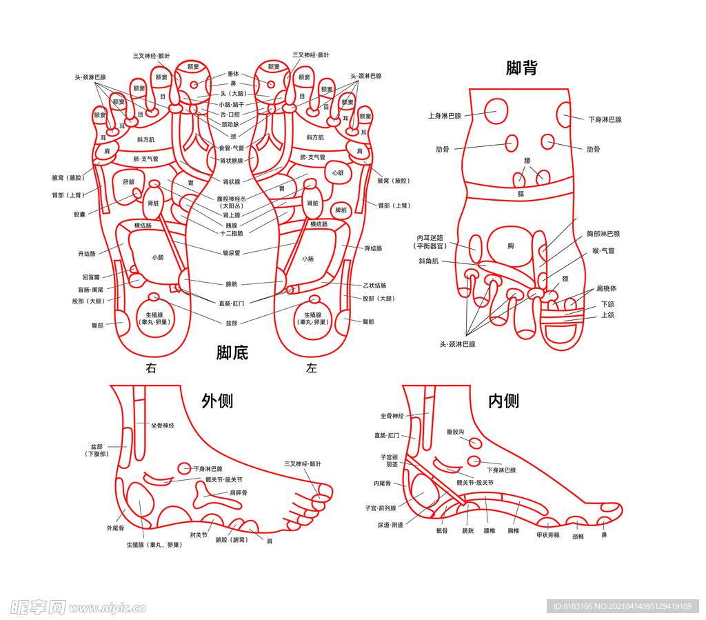 足疗足部足部穴位图足部结构