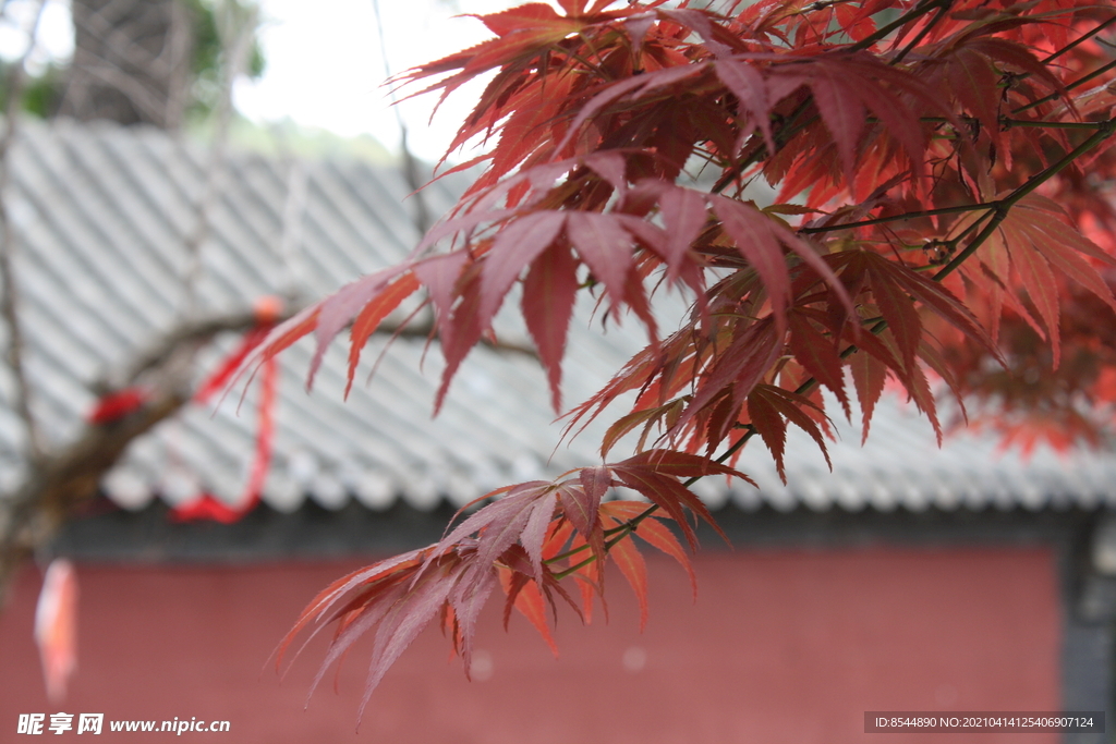 红枫 寺庙 普照寺