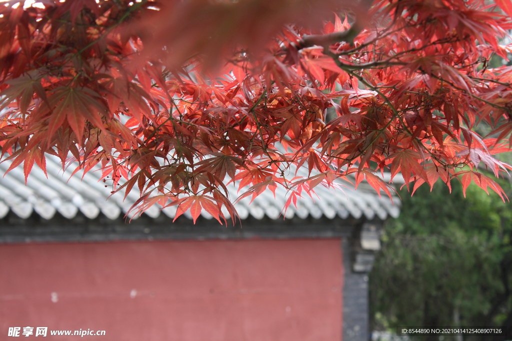 枫树 红色的枫树  普照寺