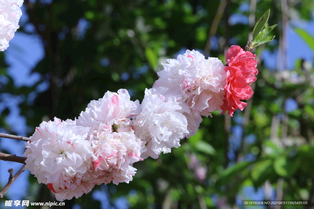 碧桃花儿