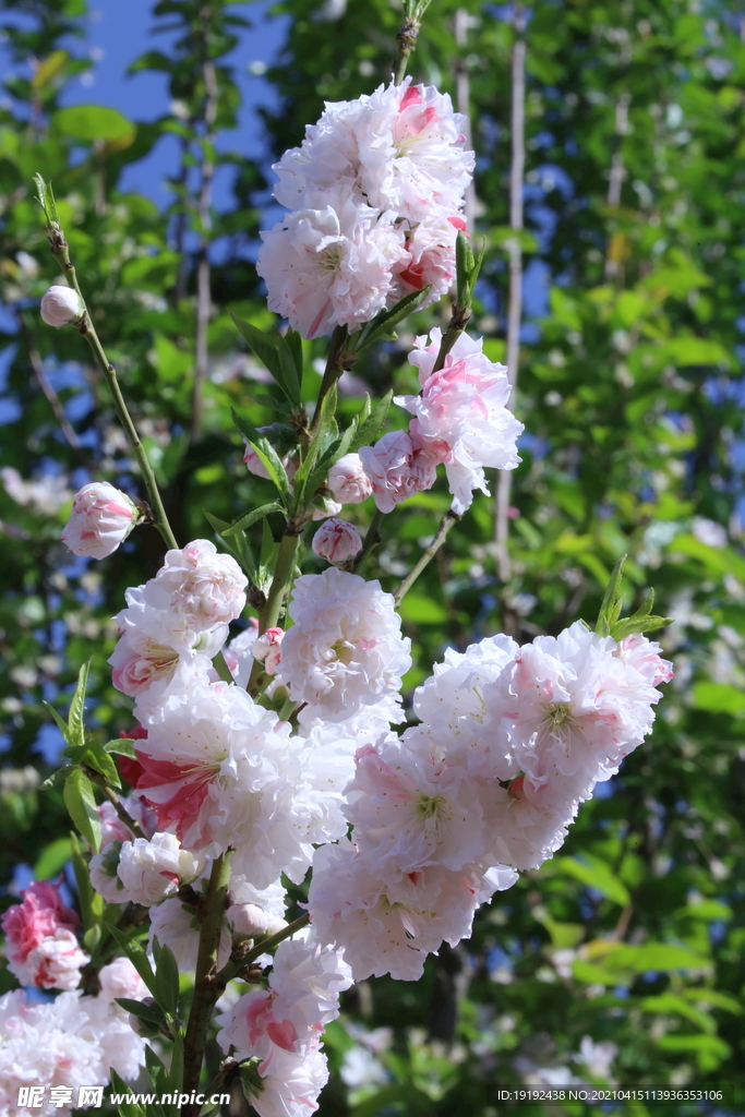 碧桃花儿