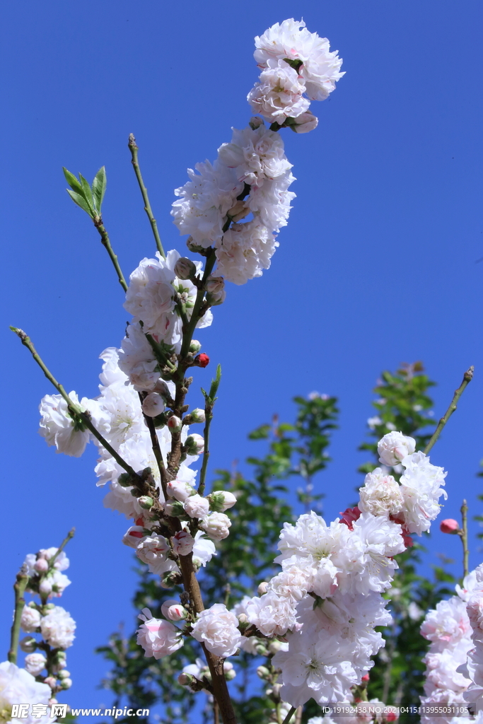 碧桃花儿