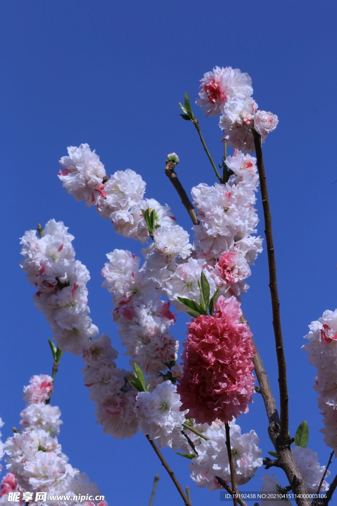 碧桃花儿