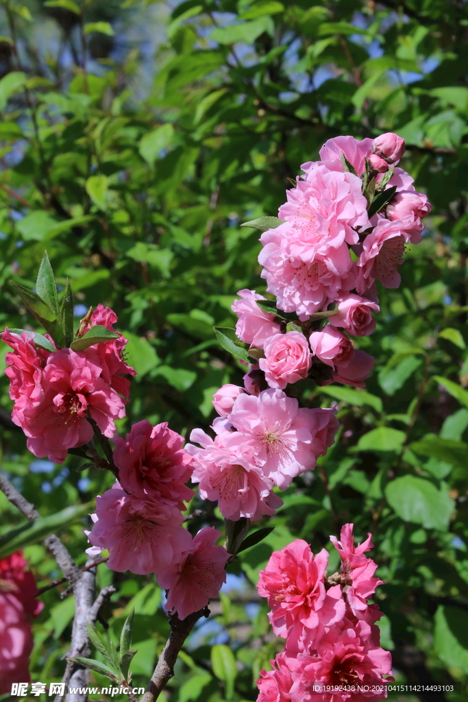 碧桃花儿