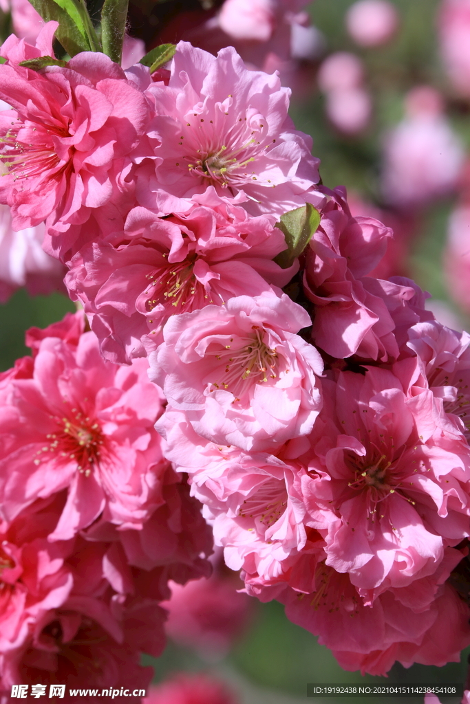 碧桃花儿
