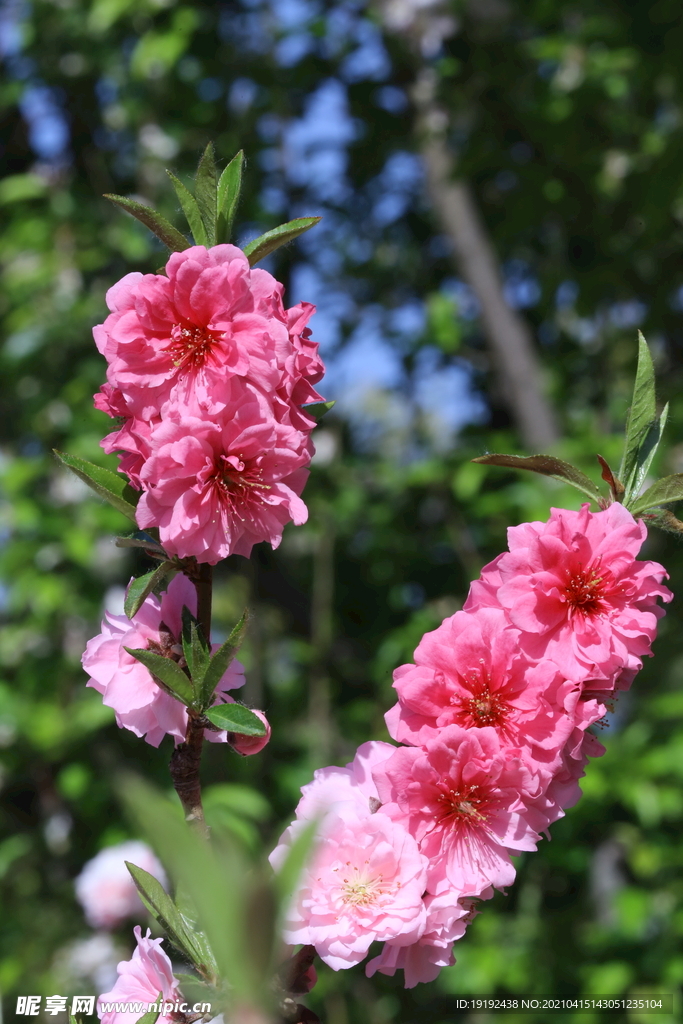 碧桃花儿