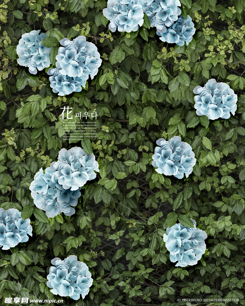 婚纱写真浪漫鲜花主题背景模板