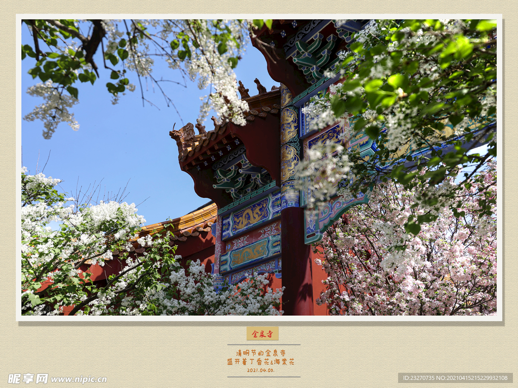 金泉寺 丁香花2021