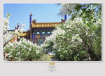 金泉寺 丁香花