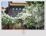 金泉寺 丁香花2019