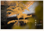 金泉寺 银杏