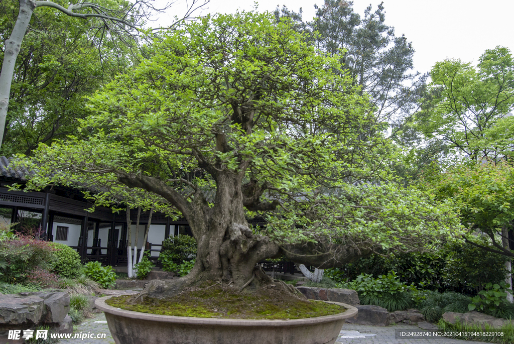 盆景