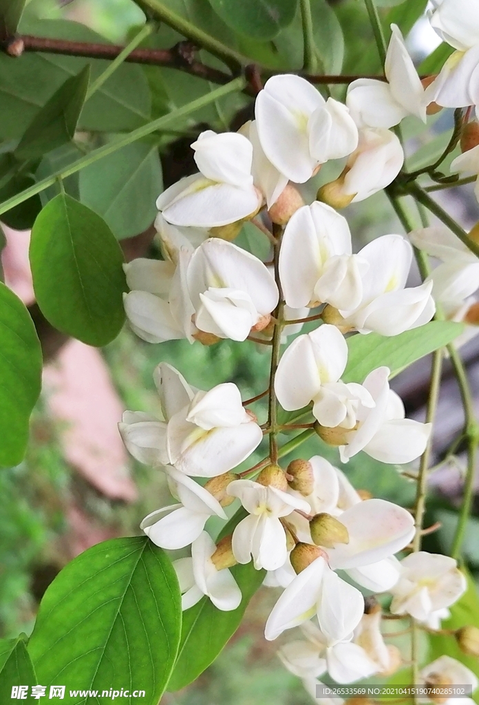 洋槐树花 白花 花朵 春天