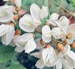 洋槐树花 白花 花朵 春天