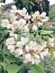 洋槐树花 白花 花朵 春天