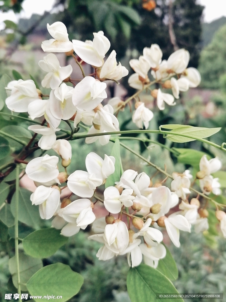 洋槐树花 白花 花朵 春天