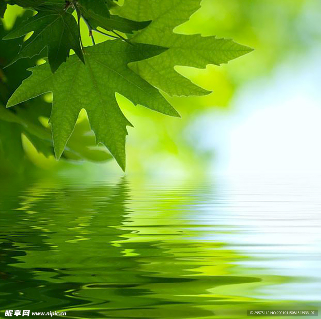 树叶背景