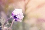 银莲花