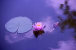 莲花
