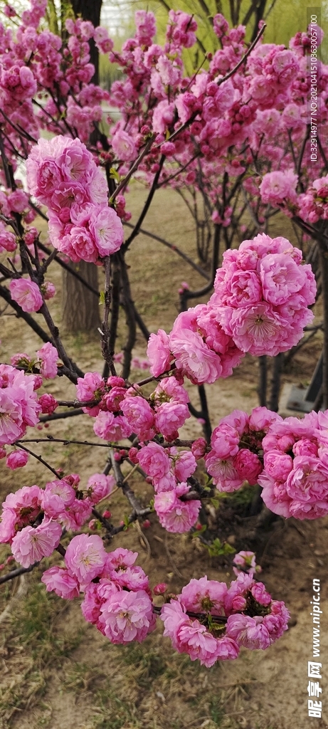 春暖花开季节