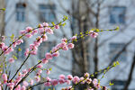 梅花