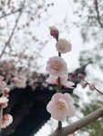 梅花