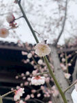 梅花