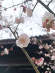 梅花