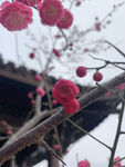 梅花