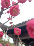梅花